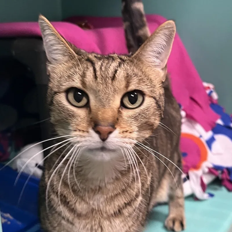 An adult large-sized male Brown / Chocolate Domestic Short Hair cat named Jerry for adoption in Owosso, MI