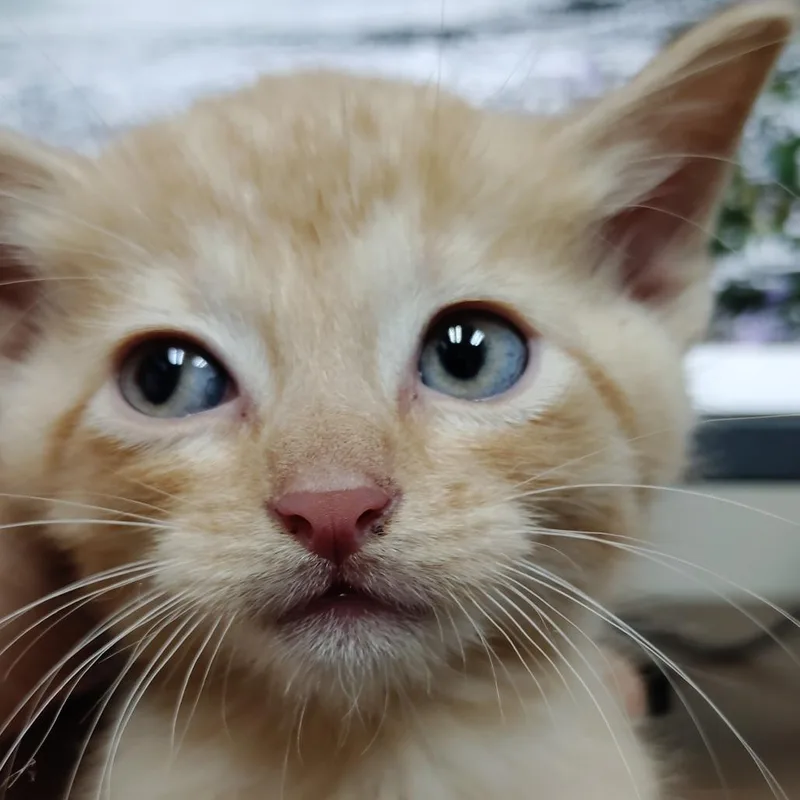 A baby small-sized male Domestic Short Hair cat named Chamberlain for adoption in Valley, AL