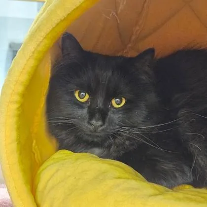 An adult large-sized male Domestic Short Hair cat named Metallica for adoption in Voorhees, NJ