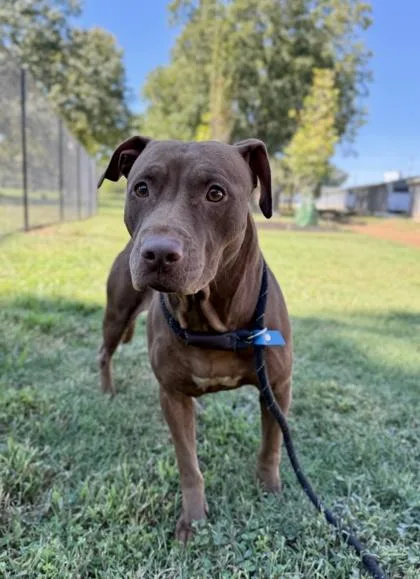 An adult large-sized female Mixed Breed dog named Avalon for adoption in Chamblee, GA