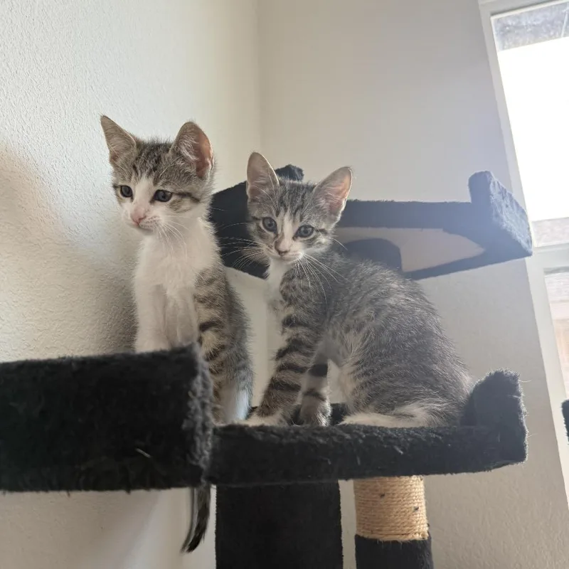 A baby small-sized male Gray / Blue / Silver Domestic Short Hair cat named Bobby for adoption in Baytown, TX