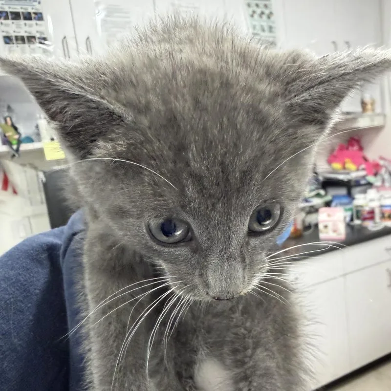 A baby small-sized male Gray / Blue / Silver Domestic Short Hair cat named Stewart for adoption in Newark, NJ