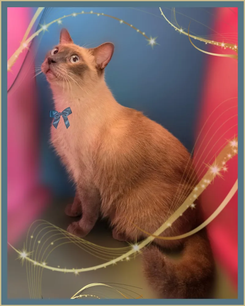An adult large-sized male Ragdoll cat named Duke for adoption in Silver Springs, FL