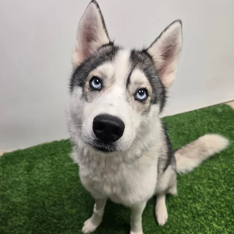 An adult medium-sized female Gray / Blue / Silver Husky dog named Diamond for adoption in Columbia, MO