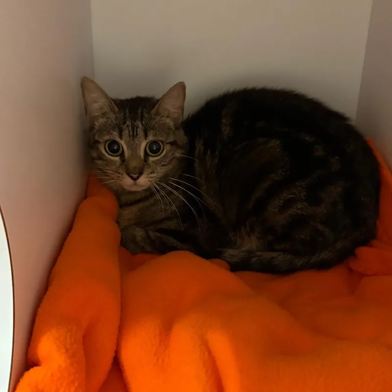 An adult medium-sized female Brown / Chocolate Domestic Short Hair cat named Croissant for adoption in Kanab, UT