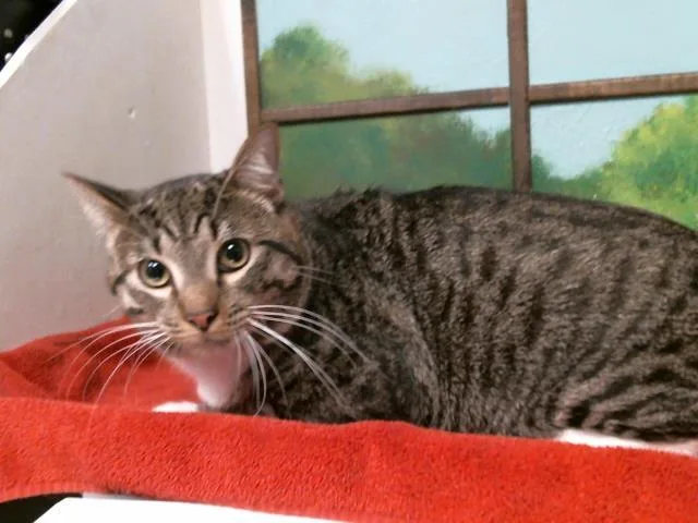 A young large-sized male Domestic Short Hair cat named Crocodile for adoption in Houston, TX