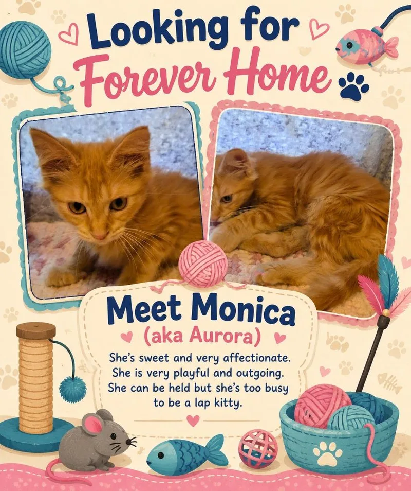 A baby medium-sized female Domestic Short Hair cat named Monica for adoption in Rome, GA