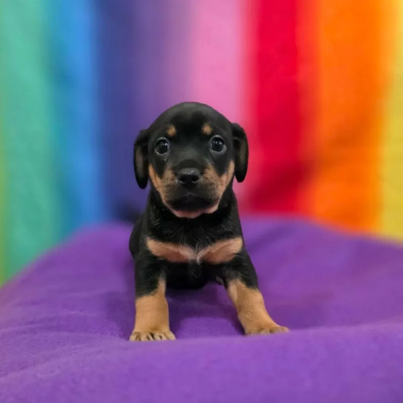 A baby small-sized female Black Australian Shepherd dog named Aperol for adoption in Jackson, MO