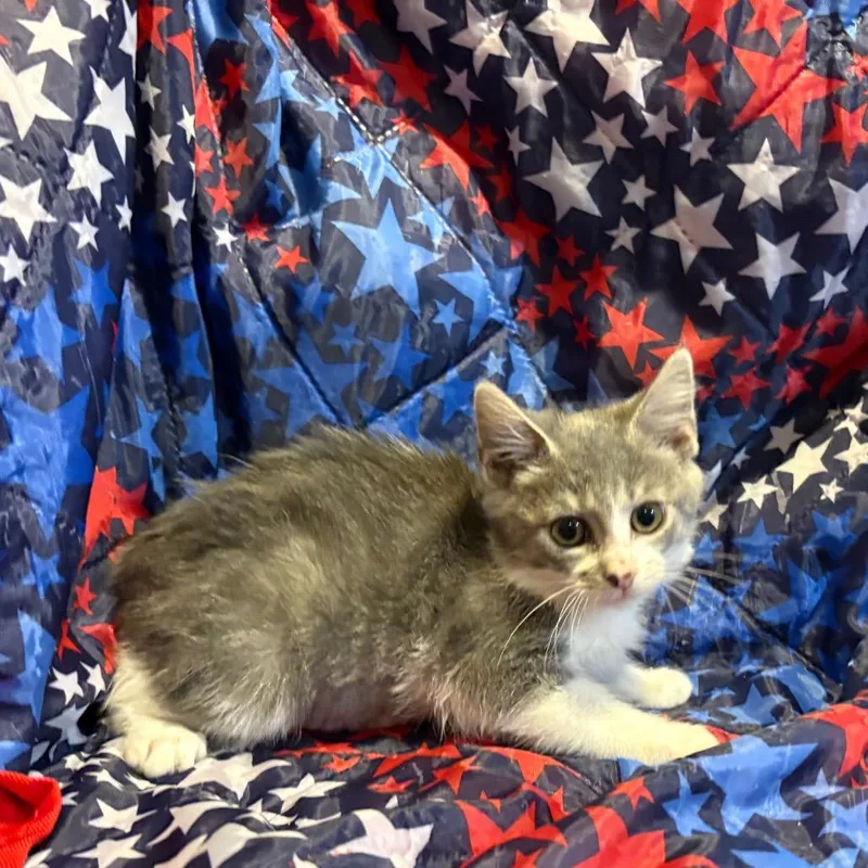 A baby small-sized female Gray / Blue / Silver Domestic Medium Hair cat named Gemini for adoption in Fredericksburg, VA
