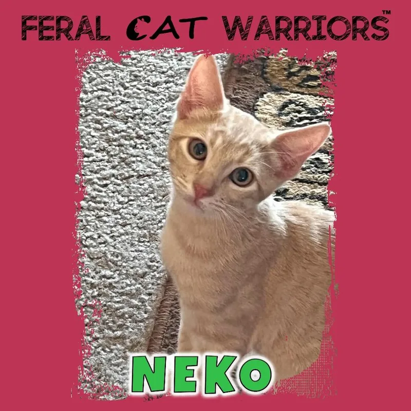 A baby small-sized male Domestic Short Hair cat named Neko for adoption in Kingman, AZ