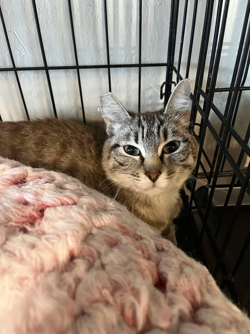 A young medium-sized female Siamese cat named Gigi for adoption in Walnut Creek, CA