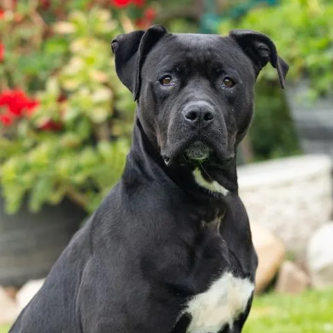 A young large-sized female Pit Bull Terrier dog named Athena for adoption in Camarillo, CA
