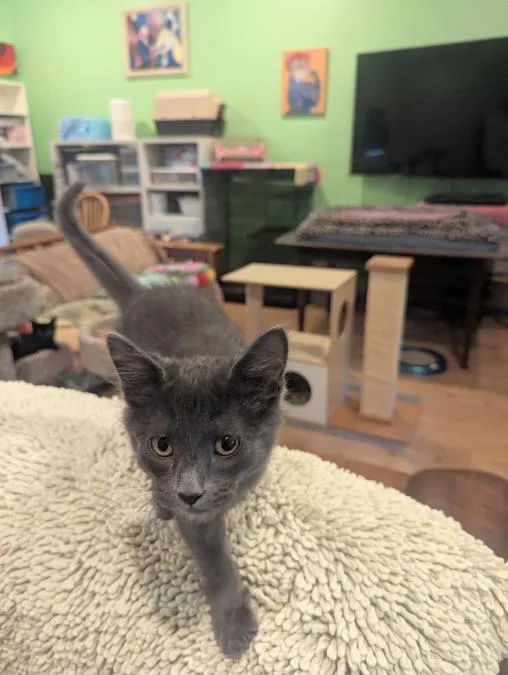 A young medium-sized male Gray / Blue / Silver Russian Blue cat named Shrimp Playful Social for adoption in Plano, TX