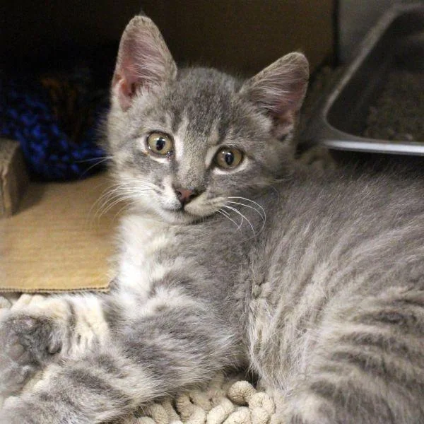 A baby small-sized male Domestic Short Hair cat named Anders for adoption in Des Moines, IA