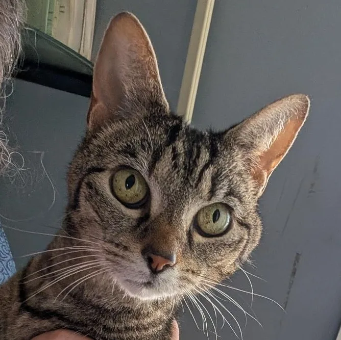 A young medium-sized female Tabby (Brown / Chocolate) Domestic Short Hair cat named Mariah for adoption in Reisterstown, MD