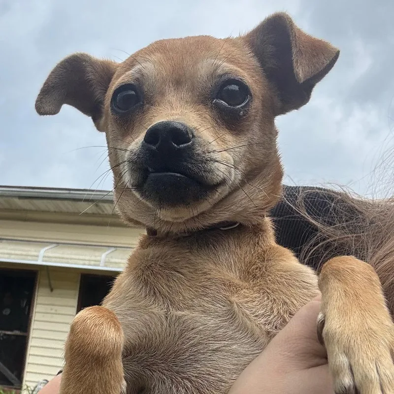 A young small-sized female Yellow / Tan / Blond / Fawn Terrier dog named GiGi for adoption in Birmingham, AL