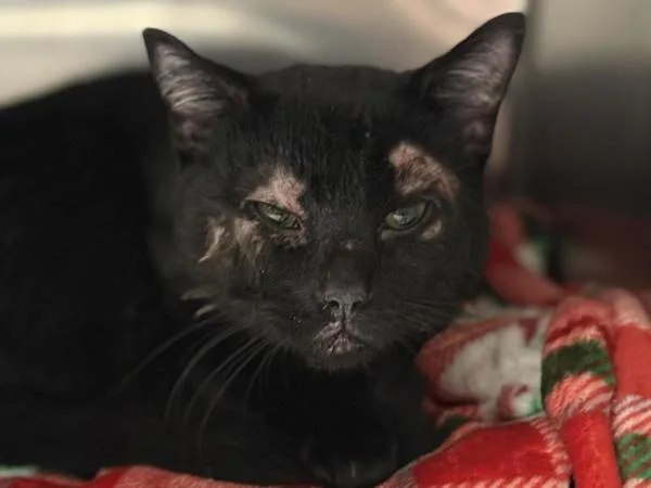 An adult medium-sized male Domestic Short Hair cat named Licorice for adoption in Portland, OR
