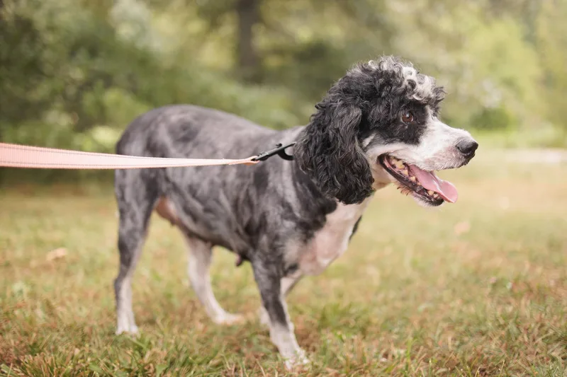 Lavinia  Transport thumbnail 2