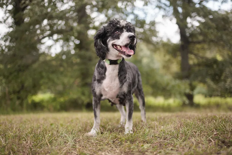 Lavinia  Transport thumbnail 4