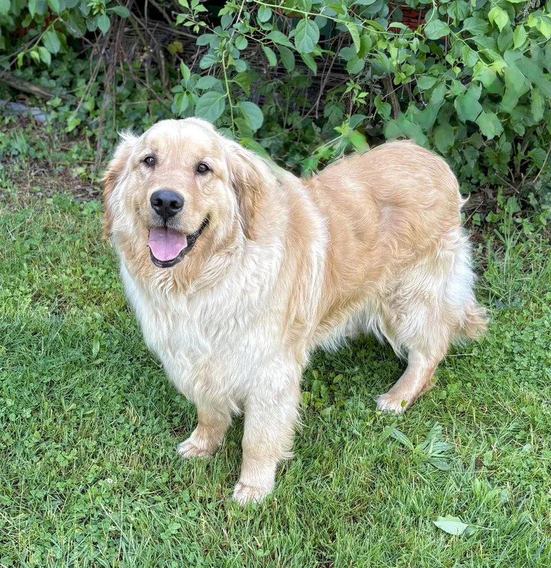 A young medium-sized male Golden Retriever dog named Sully for adoption in Spring Lake, NJ