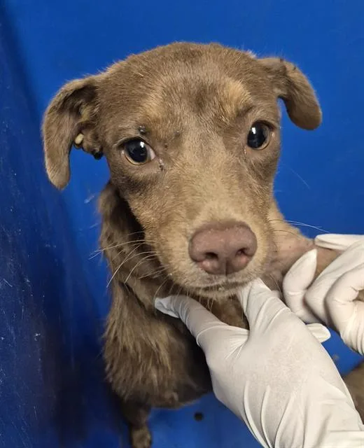 A young small-sized female Terrier dog named Cloud for adoption in Bakersfield, CA