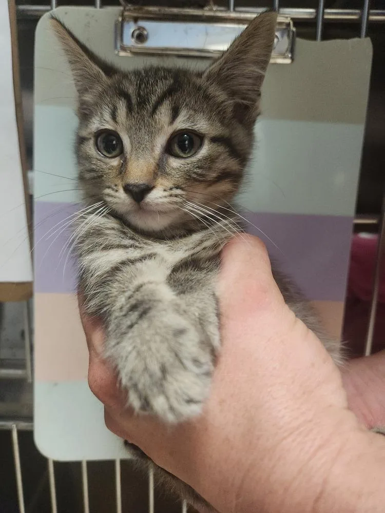A baby medium-sized female Domestic Long Hair cat named Airedale for adoption in Evansville, IN
