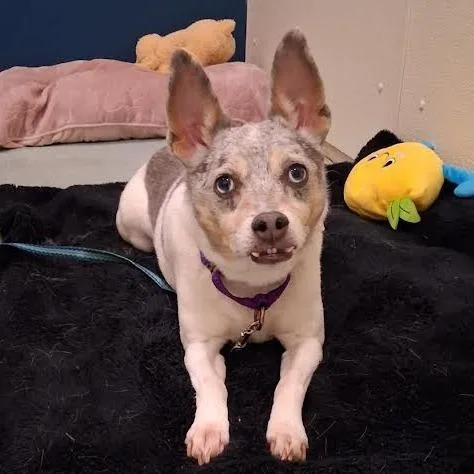 A senior small-sized male White / Cream Rat Terrier dog named Aspen for adoption in Springfield, MA