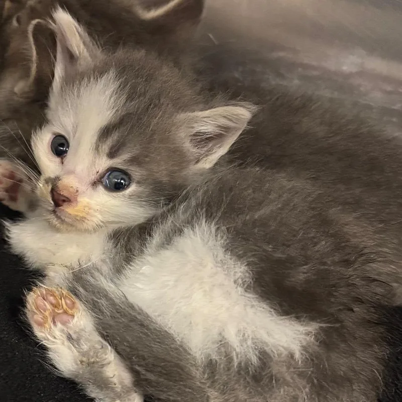 A baby small-sized male White Domestic Short Hair cat named Buzz for adoption in Newark, NJ