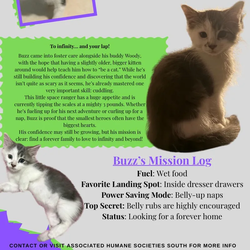 Buzz thumbnail 3