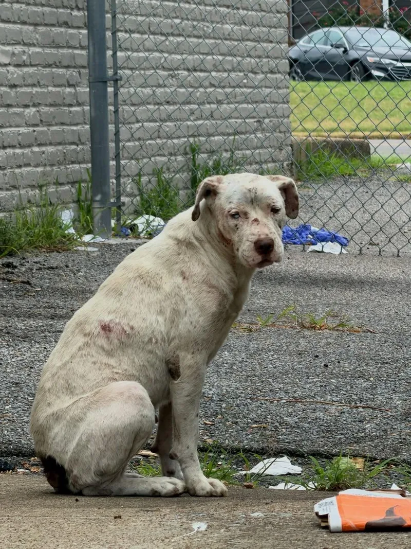 An adult medium-sized female Mixed Breed dog named Brienne of Tarth for adoption in Memphis, TN