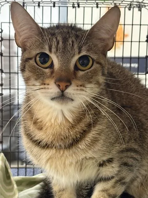A young medium-sized female Domestic Short Hair cat named Lois for adoption in Fort Lauderdale, FL