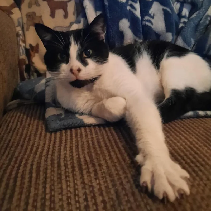 A senior small-sized male Black Domestic Short Hair cat named Jasper for adoption in Liberty, IN