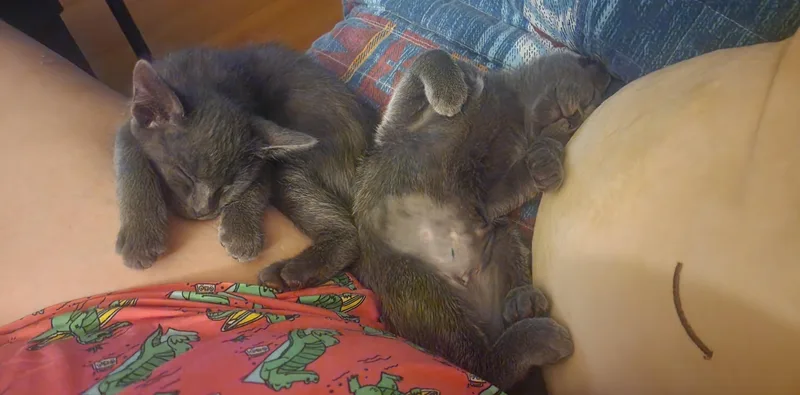 A baby small-sized male Gray / Blue / Silver Domestic Short Hair cat named Tootles for adoption in Burbank, CA
