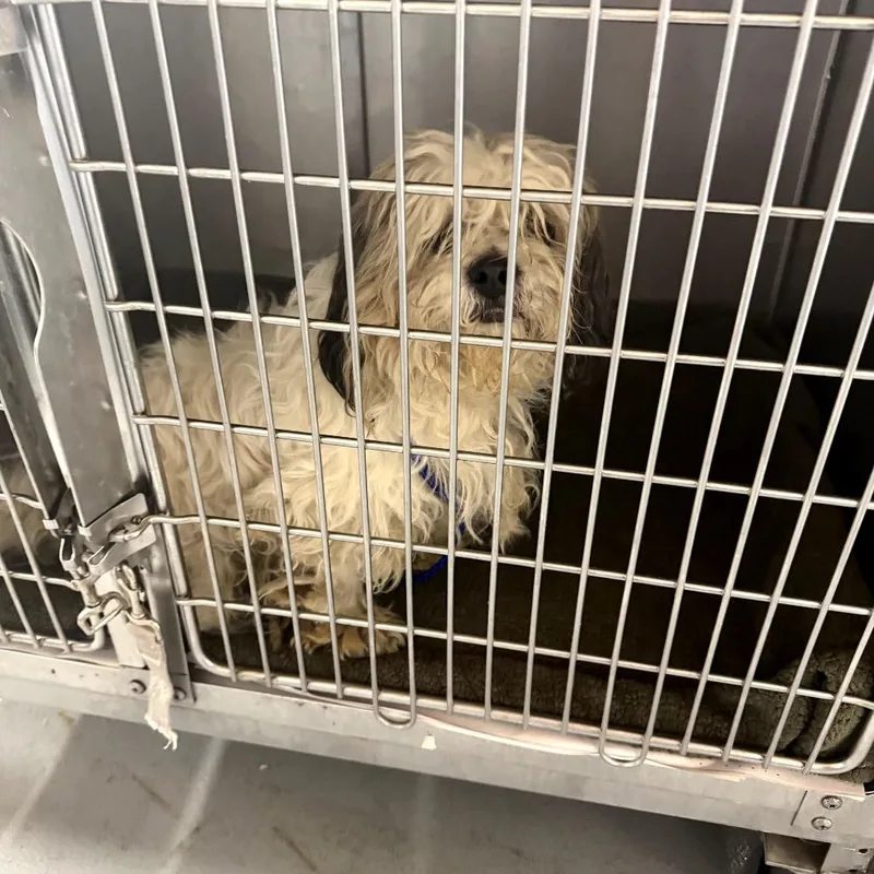 An adult small-sized male White / Cream Shih Tzu dog named Melly for adoption in Northbrook, IL