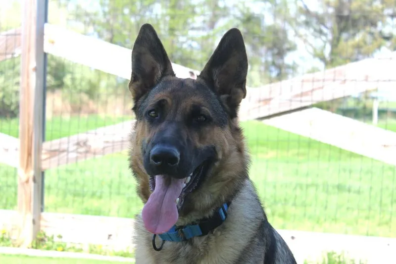 A young large-sized female Bicolor German Shepherd Dog dog named Indy for adoption in Chestertown, MD