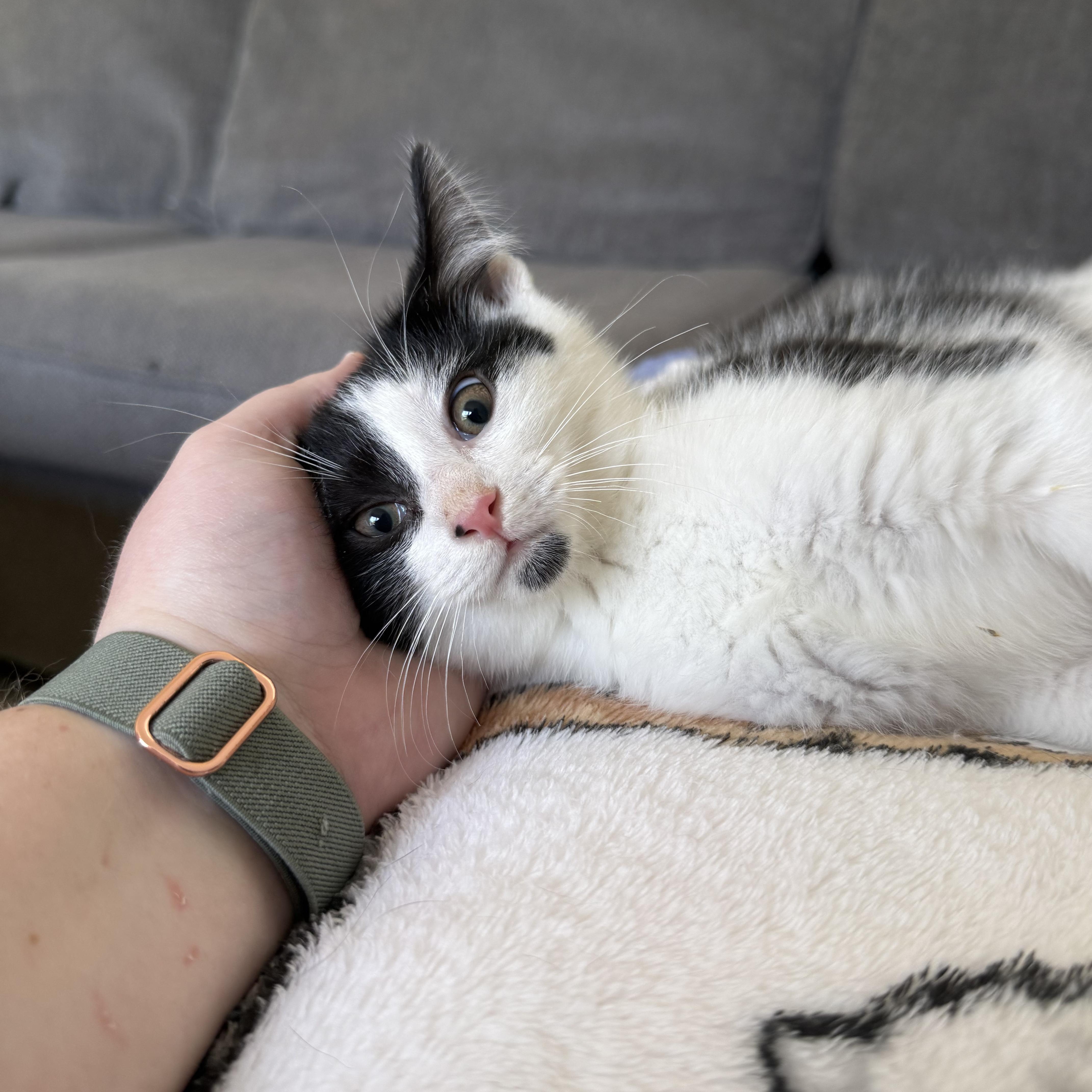 A baby medium-sized male Black & White / Tuxedo Domestic Short Hair cat named Sapphire for adoption in Miamisburg, OH