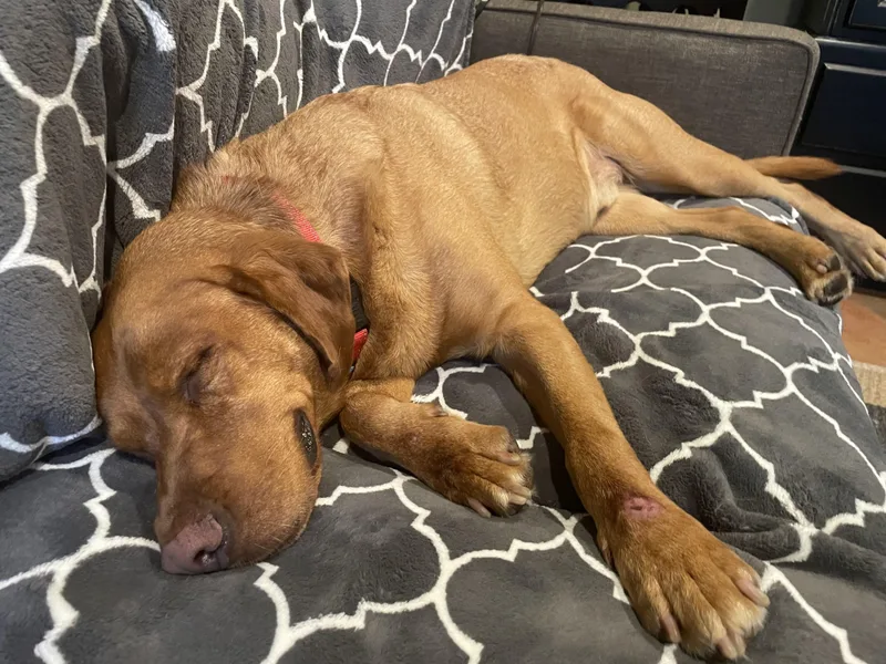An adult large-sized male Labrador Retriever dog named Redford for adoption in Los Angeles, CA