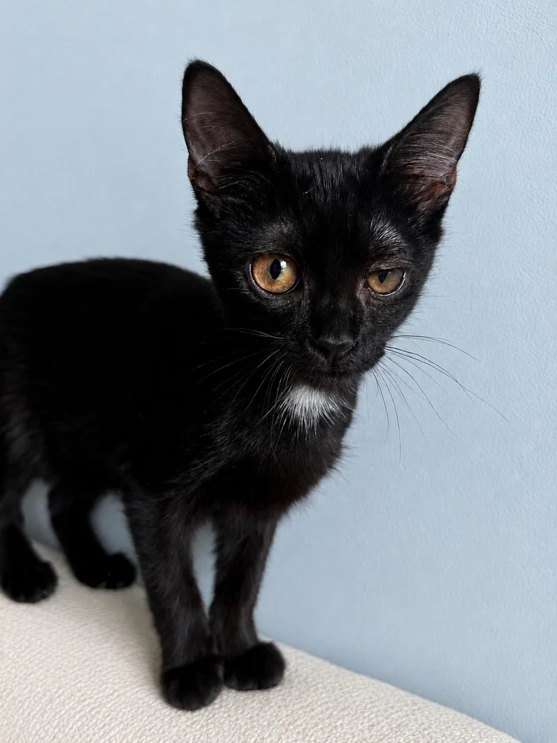 A baby medium-sized female Black Domestic Short Hair cat named Myrtle for adoption in Greensboro, NC