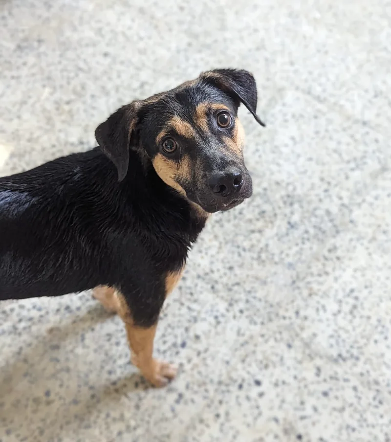 Falcon "wings Of Love." thumbnail 3