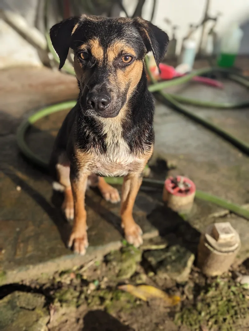 Falcon "wings Of Love." thumbnail 5