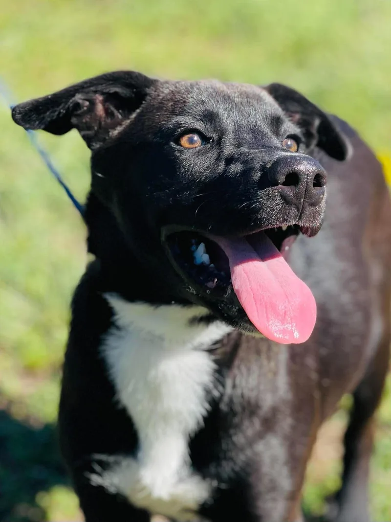 A young medium-sized female Black Labrador Retriever dog named Ac "Brownie" for adoption in Conyers, GA