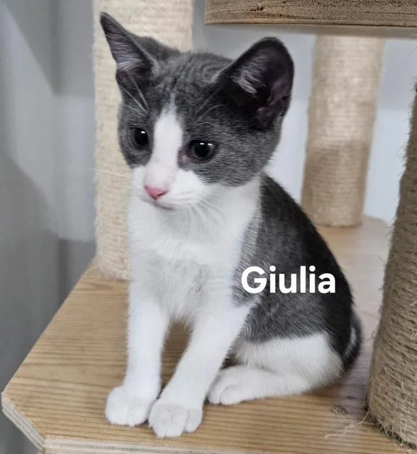 A baby medium-sized female Domestic Short Hair cat named Giulia for adoption in Zimmerman, MN