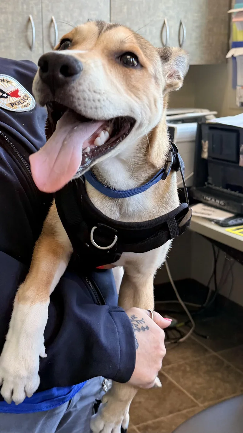 A baby medium-sized male Bicolor Husky dog named Maximus for adoption in Murphy, TX