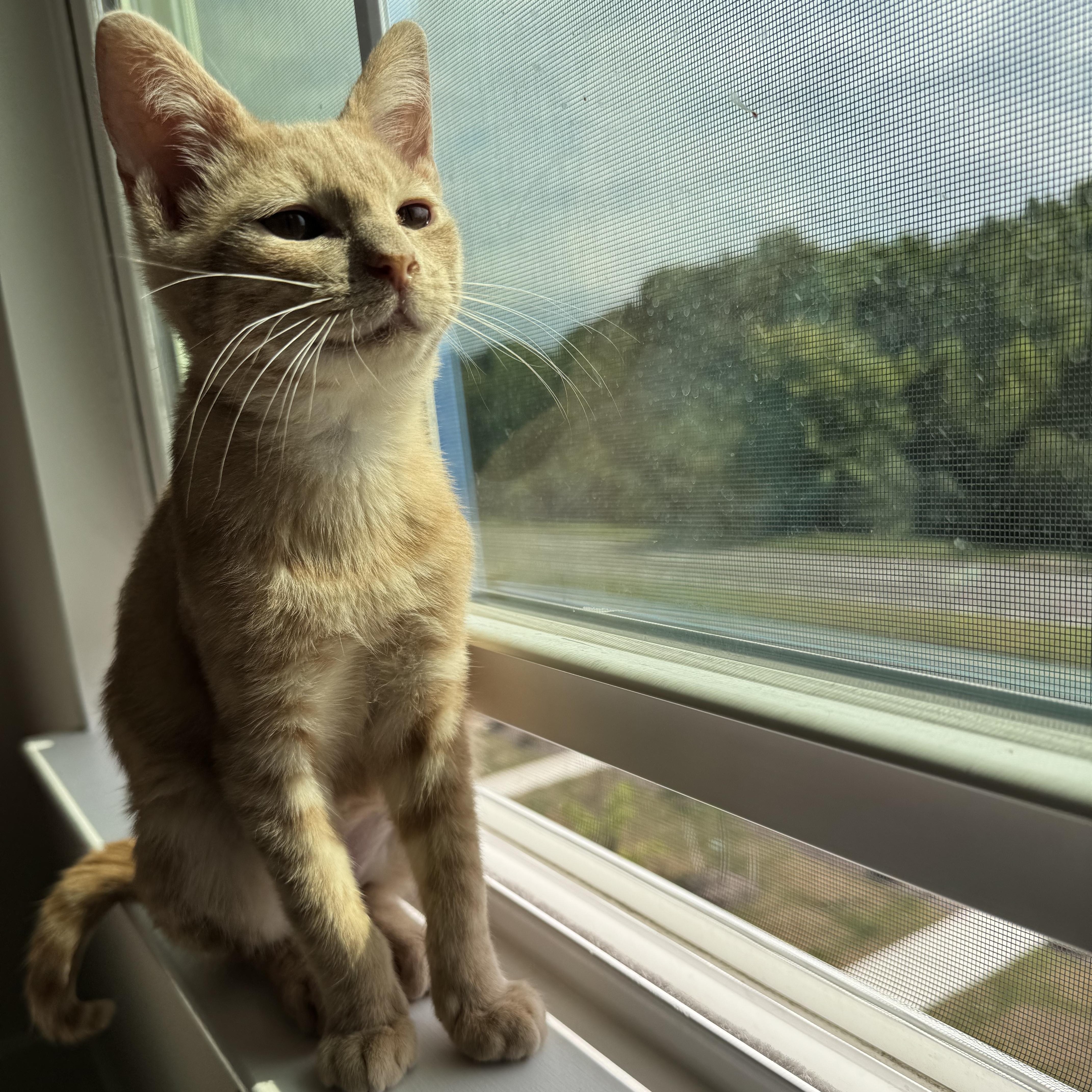 A baby small-sized male Tabby (Orange / Red) Domestic Short Hair cat named Traffic Cone for adoption in Richmond, VA