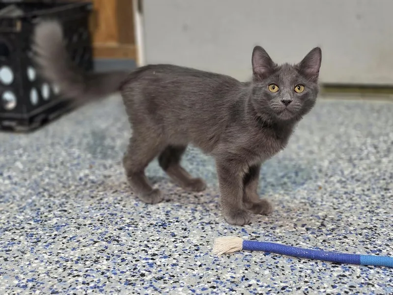 A baby small-sized female Gray / Blue / Silver Domestic Short Hair cat named Buffy the vampire slayer for adoption in Mishawaka, IN