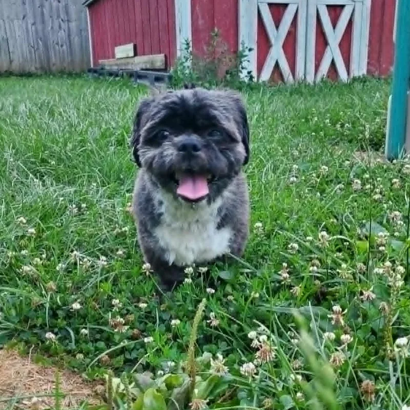 A young small-sized male Black Lhasa Apso dog named Kiran for adoption in Dayton, OH