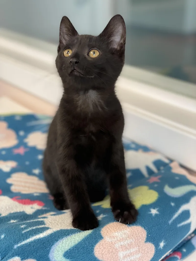 A baby medium-sized male Black Domestic Short Hair cat named Sooty for adoption in Charles Town, WV