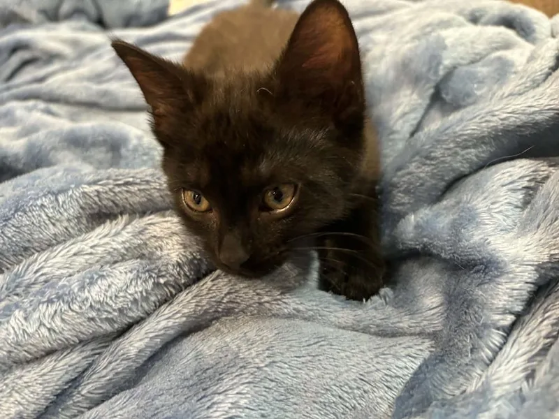 Bitsy