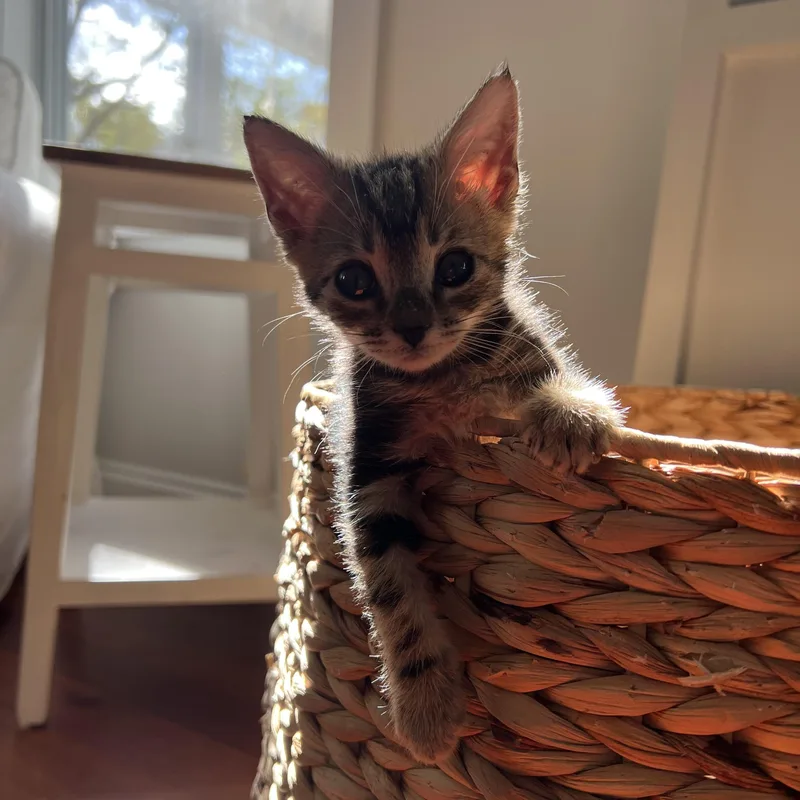 A baby small-sized male Tabby (Brown / Chocolate) Tabby cat named Tediford for adoption in Columbia, SC