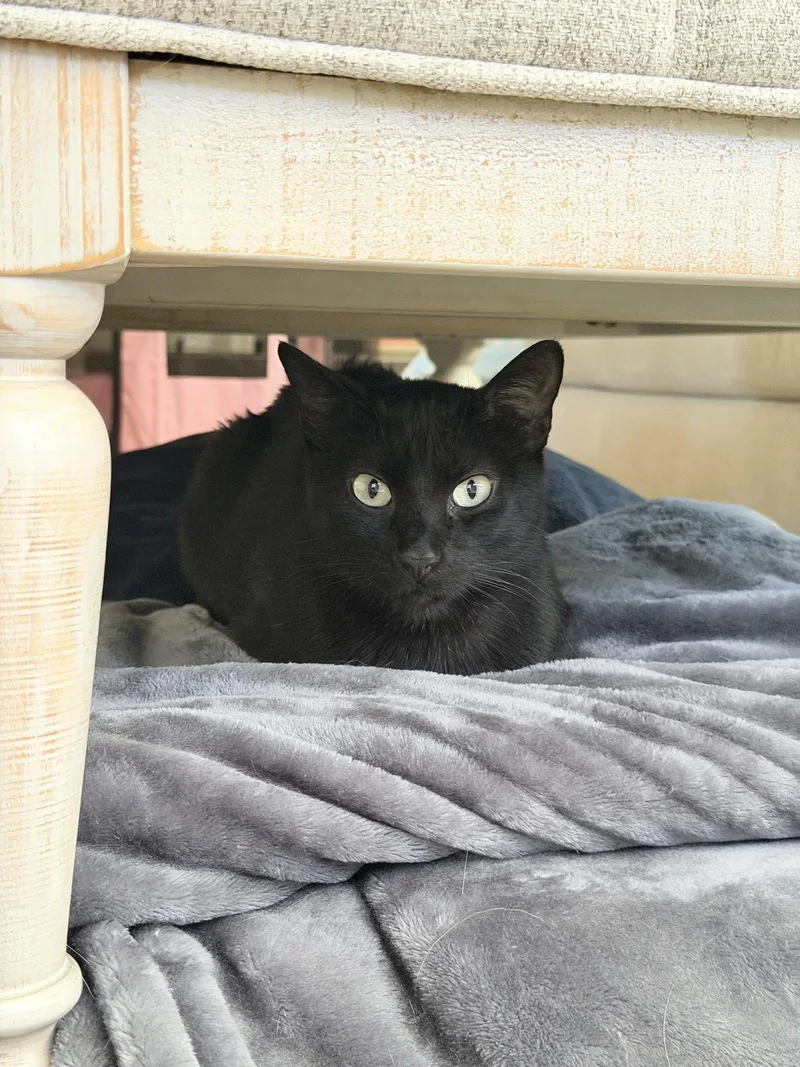 An adult medium-sized female Black Domestic Short Hair cat named Feyre for adoption in Glendale, AZ